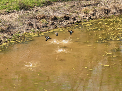 Waterfowl Property For Sale Lamar Mo - image 35