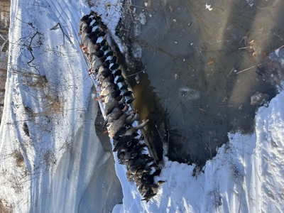 Waterfowl Property For Sale Lamar Mo - image 46