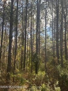 South Mississippi Hunting Land for Sale in Walthall County - image 7