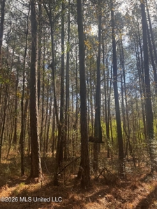 South Mississippi Hunting Land for Sale in Walthall County - image 16
