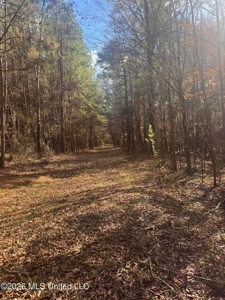 South Mississippi Hunting Land for Sale in Walthall County - image 20