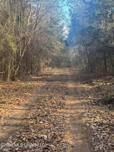 South Mississippi Hunting Land for Sale in Walthall County - image 6