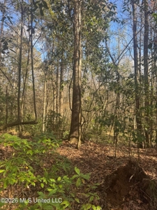 South Mississippi Hunting Land for Sale in Walthall County - image 30