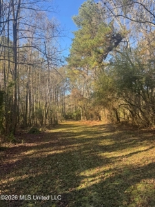 South Mississippi Hunting Land for Sale in Walthall County - image 44
