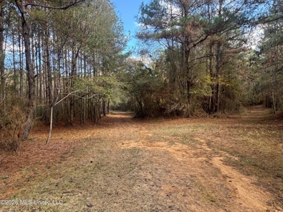 South Mississippi Hunting Land for Sale in Walthall County - image 10