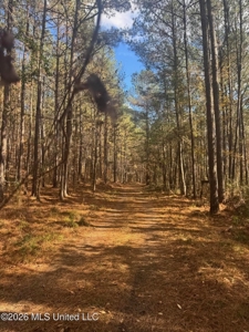 South Mississippi Hunting Land for Sale in Walthall County - image 15