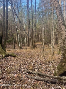 South Mississippi Hunting Land for Sale in Walthall County - image 29