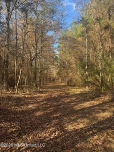 South Mississippi Hunting Land for Sale in Walthall County - image 22