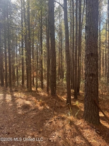 South Mississippi Hunting Land for Sale in Walthall County - image 32