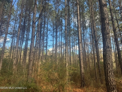 South Mississippi Hunting Land for Sale in Walthall County - image 2
