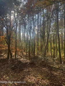 South Mississippi Hunting Land for Sale in Walthall County - image 17
