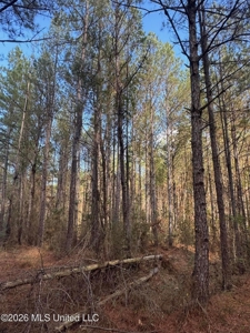 South Mississippi Hunting Land for Sale in Walthall County - image 9
