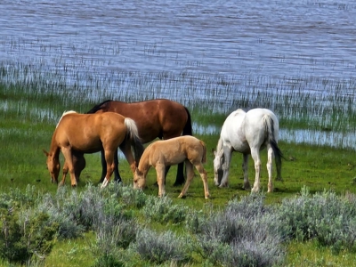 Eastern Oregon Steens Mountain Wilderness Resort - image 47