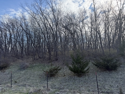 8 Acres of Timber - Great Hunting - image 3