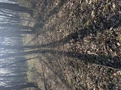 8 Acres of Timber - Great Hunting - image 13