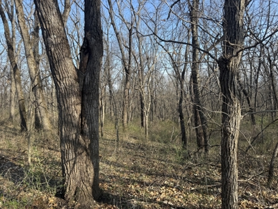 8 Acres of Timber - Great Hunting - image 8