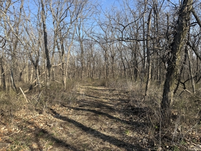 8 Acres of Timber - Great Hunting - image 7