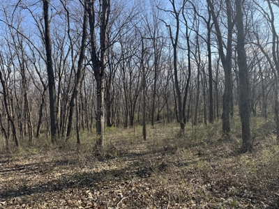 8 Acres of Timber - Great Hunting - image 10