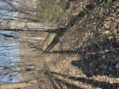 8 Acres of Timber - Great Hunting - image 12