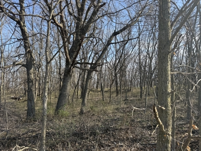 8 Acres of Timber - Great Hunting - image 5