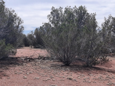 Beautifully treed Northern AZ off grid property - image 7