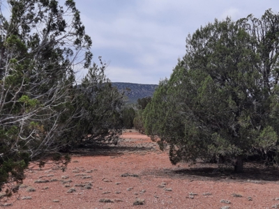 Beautifully treed Northern AZ off grid property - image 2