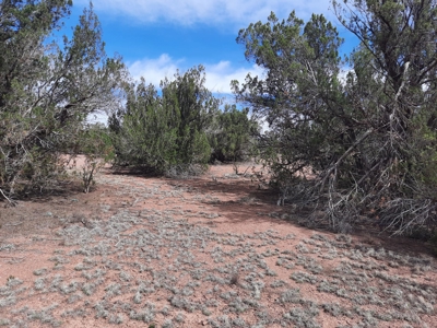 Beautifully treed Northern AZ off grid property - image 4