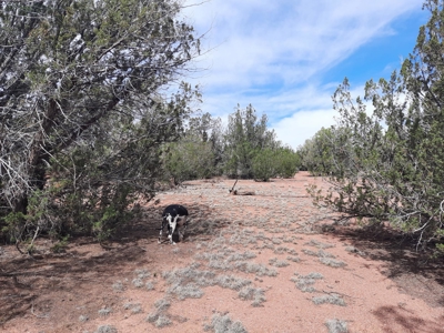 Beautifully treed Northern AZ off grid property - image 5