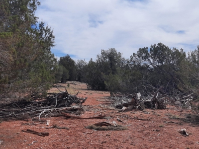 Beautifully treed Northern AZ off grid property - image 1
