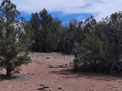 Beautifully treed Northern AZ off grid property - image 8
