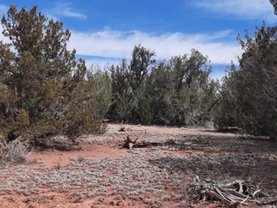 Beautifully treed Northern AZ off grid property - image 10
