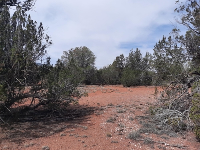 Beautifully treed Northern AZ off grid property - image 6