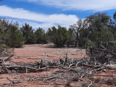 Beautifully treed Northern AZ off grid property - image 9