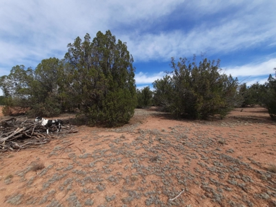 Beautifully treed Northern AZ off grid property - image 3