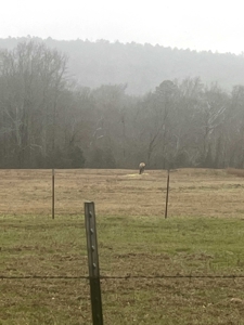 Country Style Log Home w/ 30'x40' Metal Shop Building! - image 11