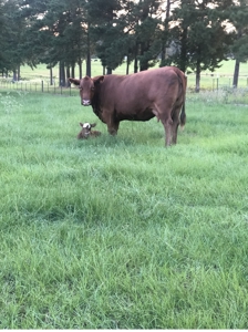 Country Home with Stables for sale in Marshall, TX - image 21