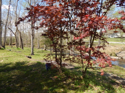 FOR SALE – Peaceful Country Living on 1.87 Acres Near Waynesboro! - image 22