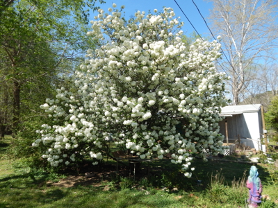 FOR SALE – Peaceful Country Living on 1.87 Acres Near Waynesboro! - image 43