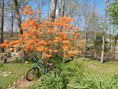 FOR SALE – Peaceful Country Living on 1.87 Acres Near Waynesboro! - image 27