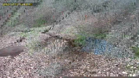 Cabin on 41.83 Acres for Sale | Hunting Land | Highway Frontage - image 50