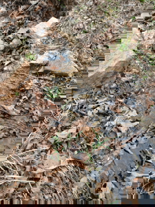 Cabin on 41.83 Acres for Sale | Hunting Land | Highway Frontage - image 49