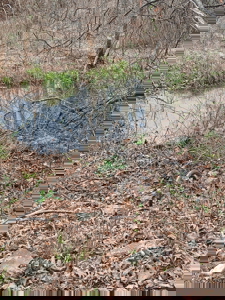 Cabin on 41.83 Acres for Sale | Hunting Land | Highway Frontage - image 48