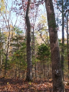 Hunting, Building Sites, Utilities, Woods, Quiet, Dead-End Road - image 27