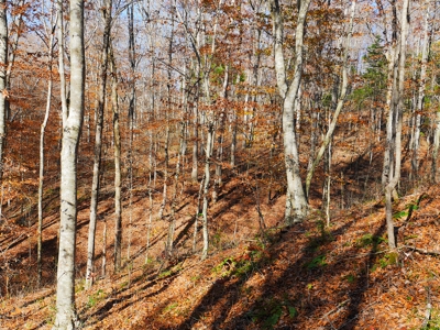 Hunting, Building Sites, Utilities, Woods, Quiet, Dead-End Road - image 19