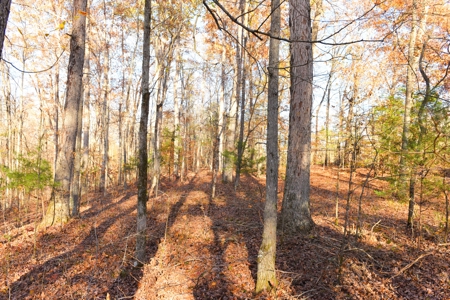 Hunting, Building Sites, Utilities, Woods, Quiet, Dead-End Road - image 15