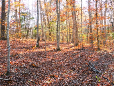 Hunting, Building Sites, Utilities, Woods, Quiet, Dead-End Road - image 2