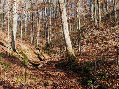 Hunting, Building Sites, Utilities, Woods, Quiet, Dead-End Road - image 26