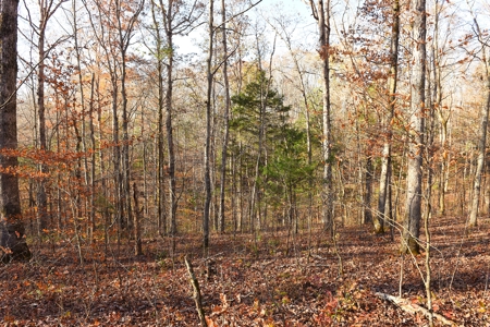 Hunting, Building Sites, Utilities, Woods, Quiet, Dead-End Road - image 16