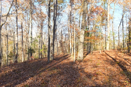Hunting, Building Sites, Utilities, Woods, Quiet, Dead-End Road - image 12