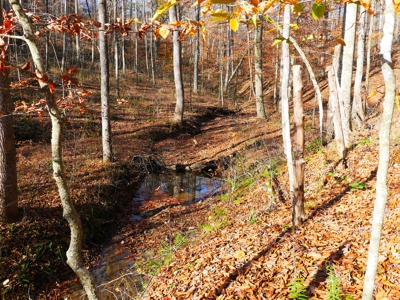 Hunting, Building Sites, Utilities, Woods, Quiet, Dead-End Road - image 21